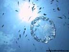 Balmorhea - Bubble Ring