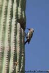 Casa Grande Ruins National Monument - Saguaro Cactus with Nesting Bird