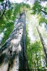 Humboldt Redwoods State Park - Redwoods