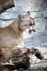 New Mexico Living Desert State Park - Mountain Lion