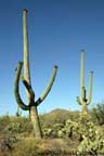 Saguaro National Park - Saguaro Cactus 2