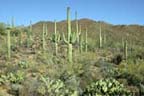 Saguaro National Park - Saguaro Cactus 3