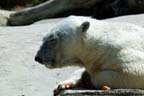 San Diego Zoo - Polar Bear