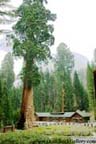 Sequoia National Park - Tree Museum