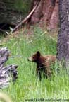 Sequoia National Park - Bear Cub
