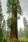 Sequoia National Park - Twisted Trees