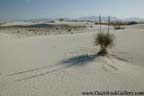White Sands National Monument - Yucca in the sand